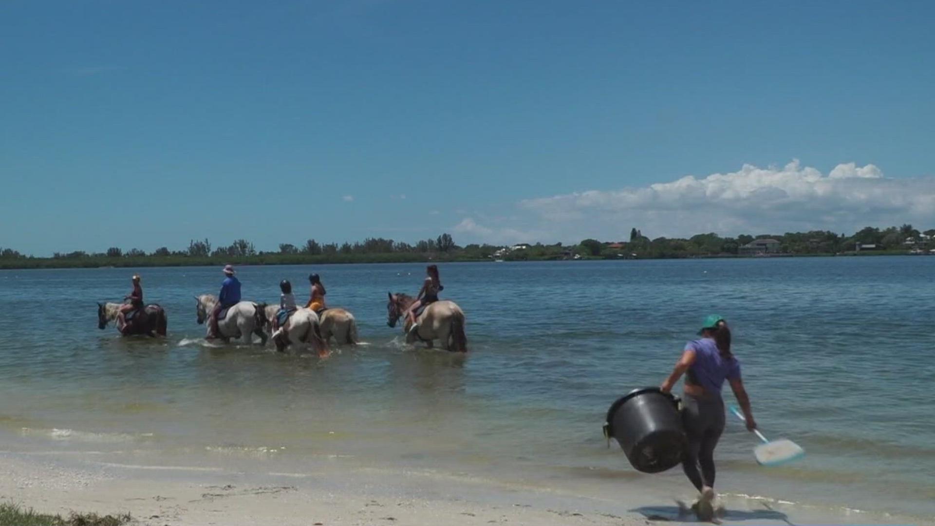 Environmentalists say the bacteria levels in the water can be lowered just by removing the horses, but if bacteria is still present, it wouldn't make a difference.