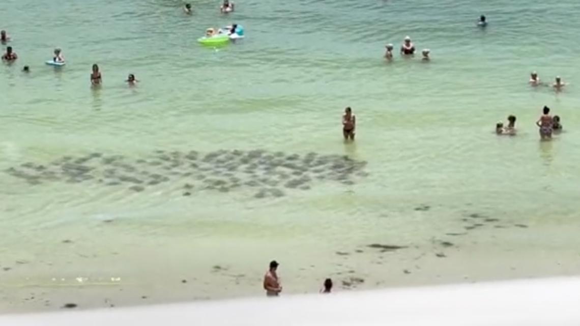 Watch: 100+ stingrays glide near swimmers on Fort Myers Beach - Vimarsana News