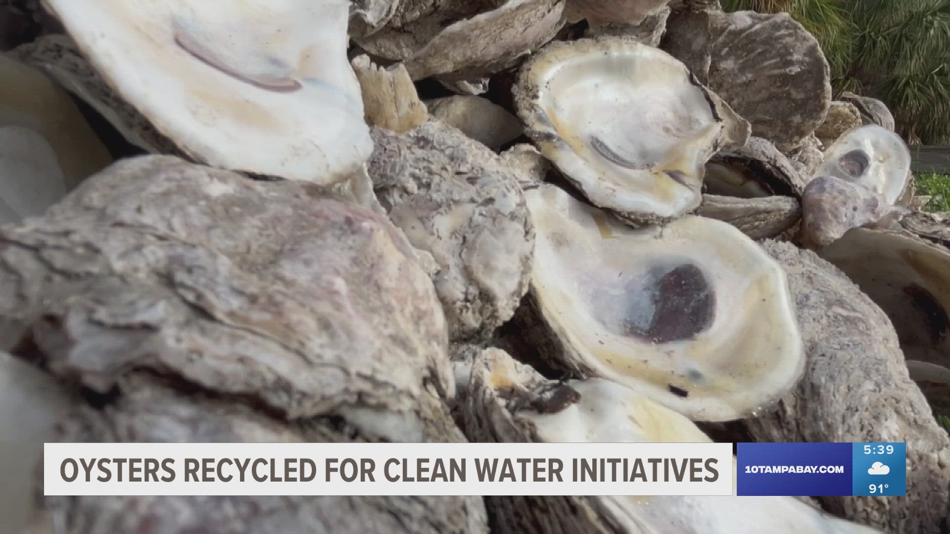 Tampa Bay Watch, a local non-profit, recycles oysters to help protect marine life and maintain clean water in Madeira Beach.