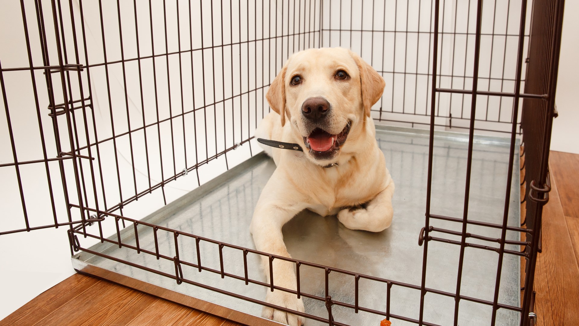 Pet store sales of dogs and cats banned in Manatee County