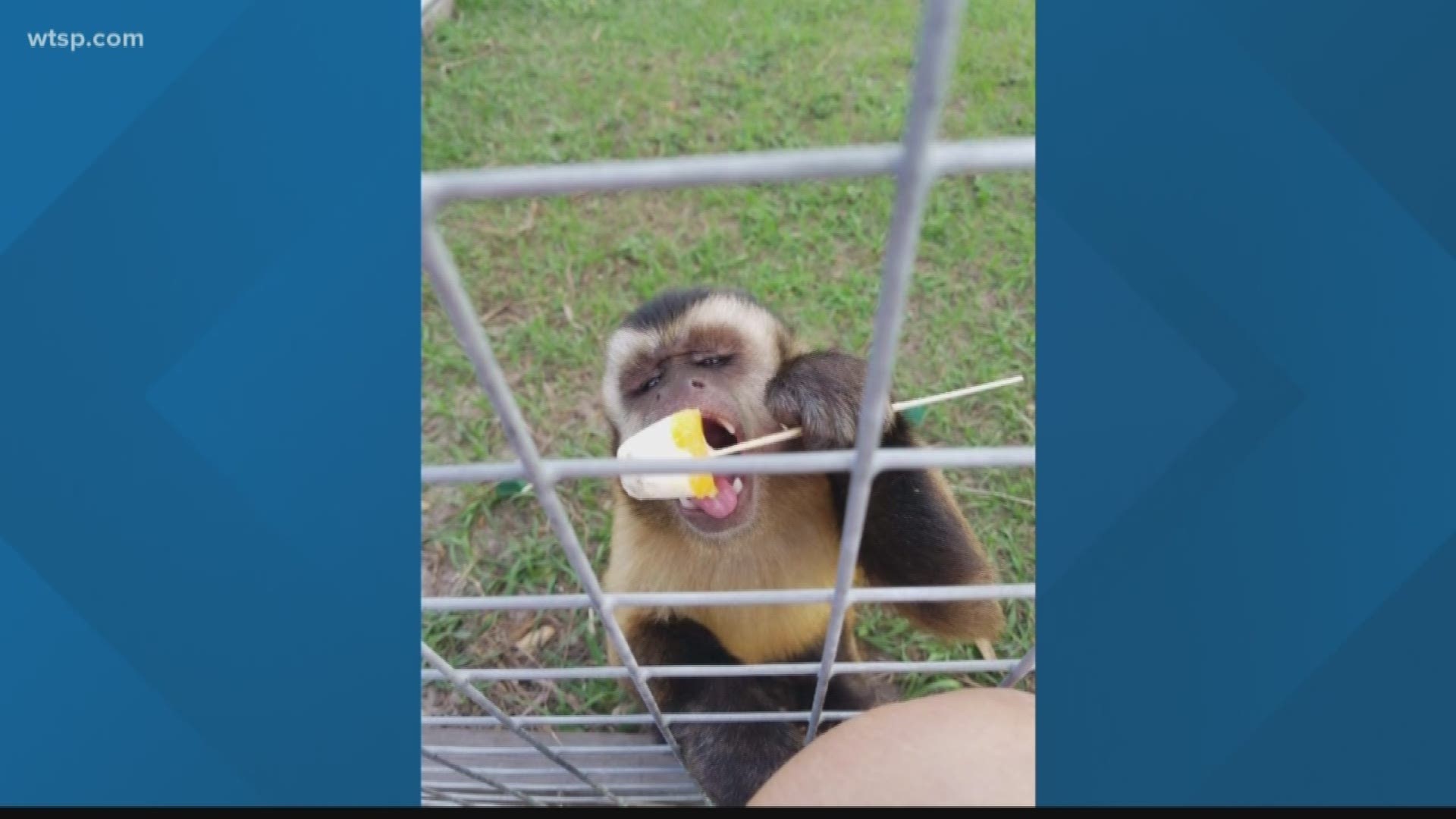 A missing Capuchin monkey has been found and returned home, its owner said.

Donnotto went missing last week in the area of Handcart Road in Zephyrhills. The owner said they've had the domesticated primate for two years and he has never gotten out before.