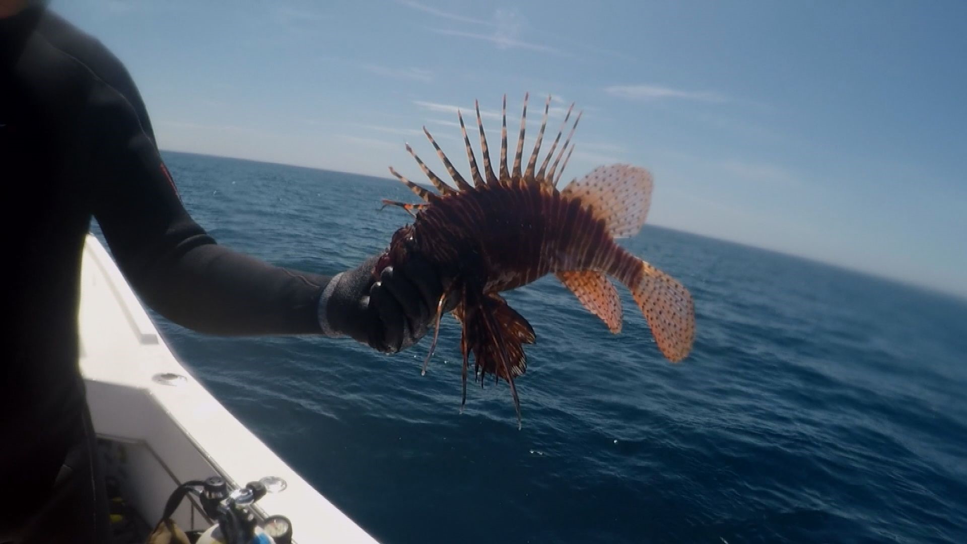 Local spear fishermen and women are joining the fight against lionfish, a predatory invasive species that eats native sea life and takes over reefs at a rate that has scientists alarmed.

10News tagged along with some of those who love the Gulf best.

“Anybody that's in this community knows it's a problem,” said Chris Emmons. It’s a concern he’s had for years since he sees juvenile fish being eaten and not reaching maturity the way they used to.

The lionfish are destroying the delicate balance of the underwater ecosystem. The spiny, striped creatures are fascinating to look at and are native to the Pacific Ocean. But during the 1980s, an aquarium was breached and the fish we dumped into the Gulf, where they made themselves at home. 

Like the pythons in the Everglades, humans have been forced to try to control the population. If we don’t, the Florida Fish and Wildlife Conservation Commission is concerned that populations of native fish might not recover.