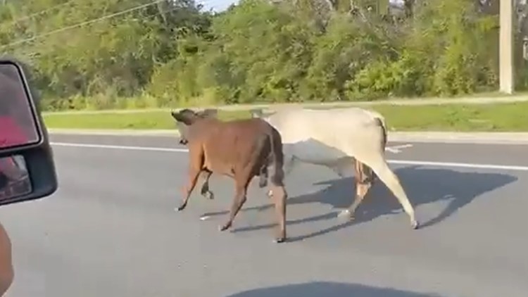 Cows seen 'moo-ving' along a Central Florida highway