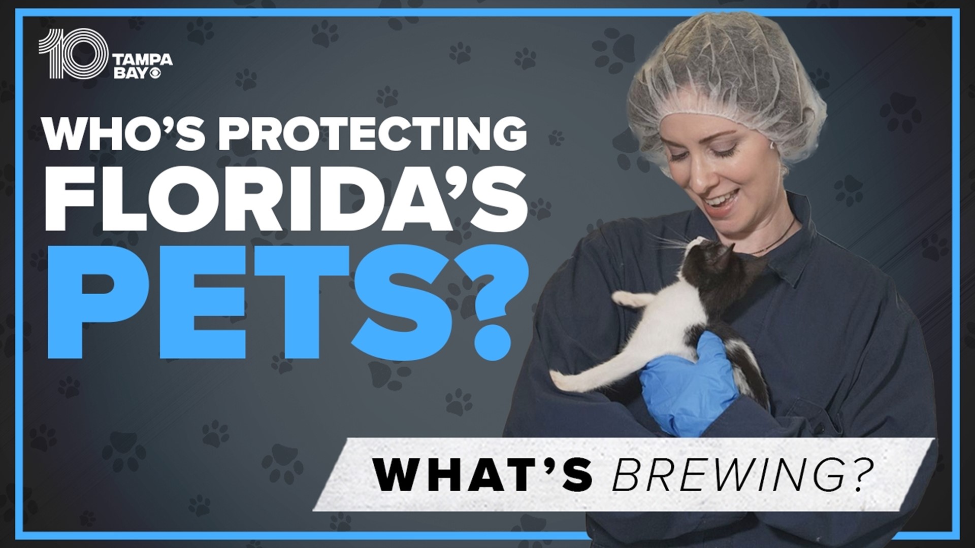 After a massive animal hoarding bust in Polk County, 10 Investigates found that proposed laws to protect animals consistently go nowhere in the Florida Legislature.