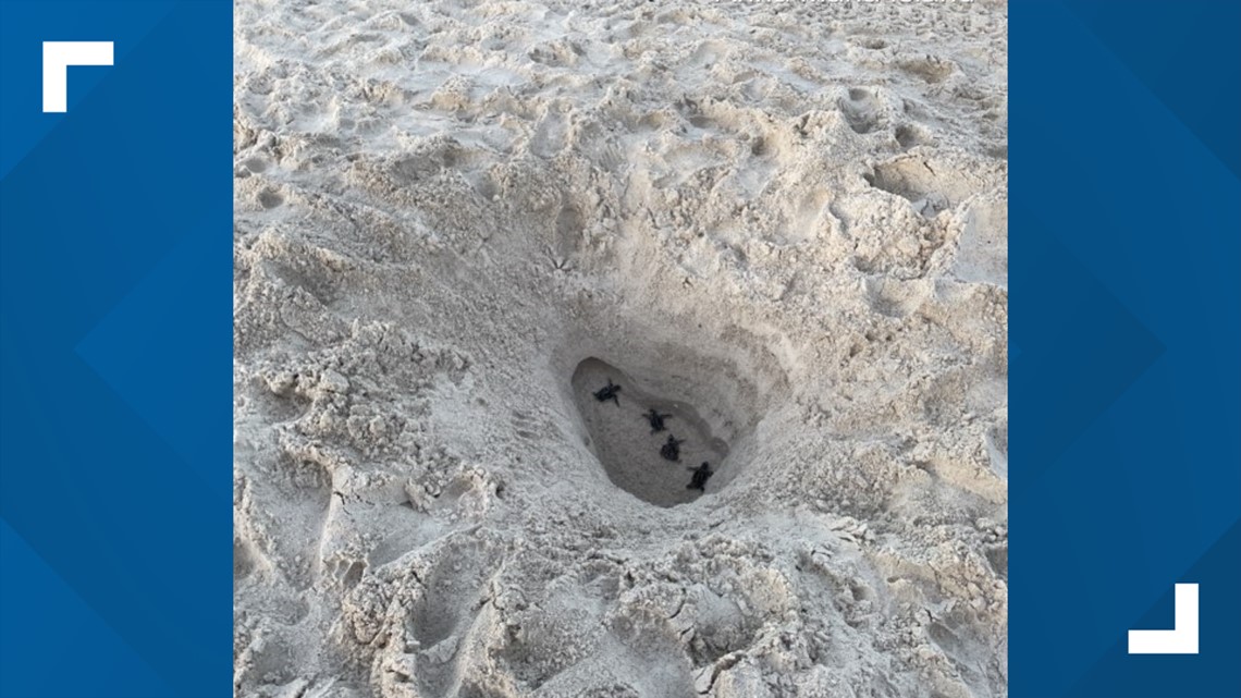 Baby Sea Turtles Found Stranded In Hole On Florida Beach 