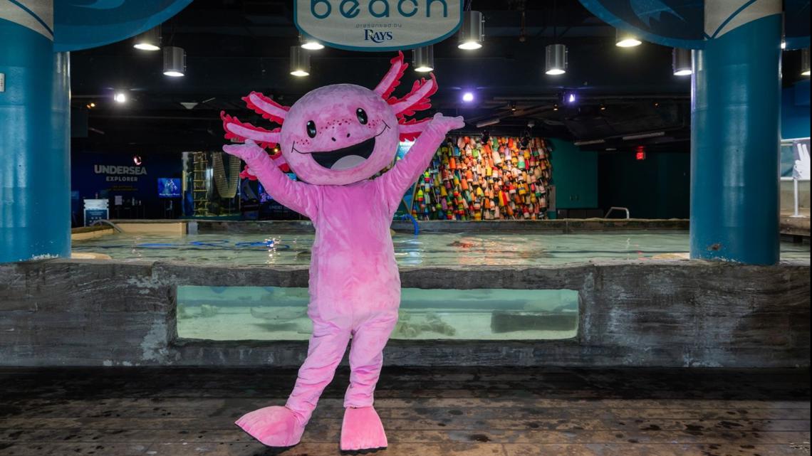 Florida Aquarium asking people to vote on name for its new mascot