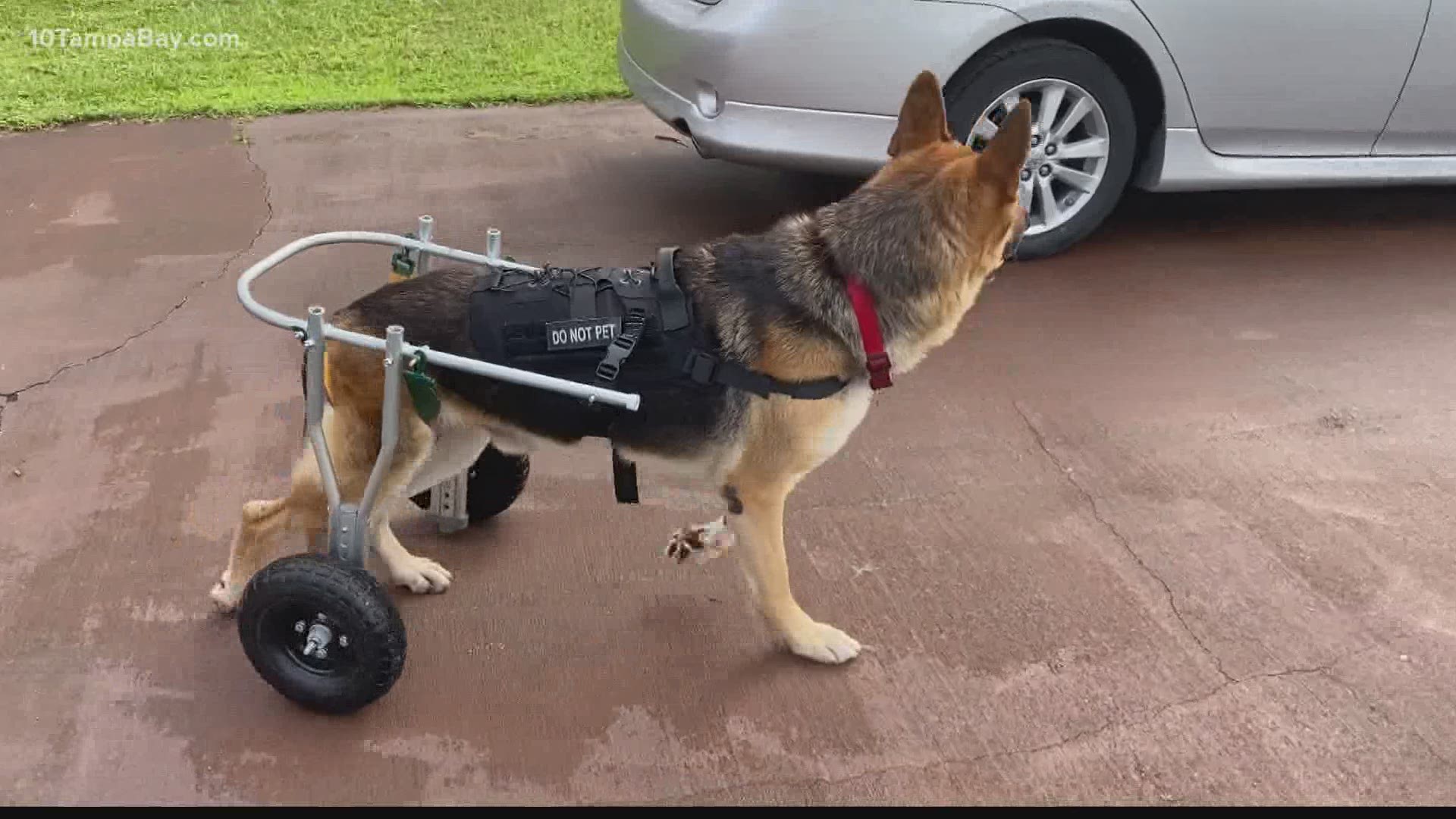 A personal project to help her dog walk again may turn into a non-profit to help other disabled dogs.
