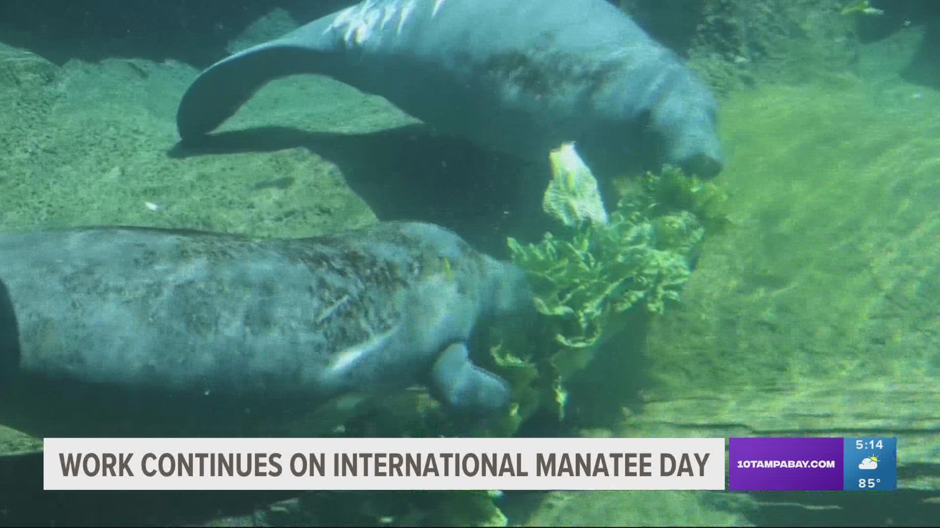 September 7 is International Manatee Day, and conservationists are taking crucial steps to protect Florida's beloved "sea cows."