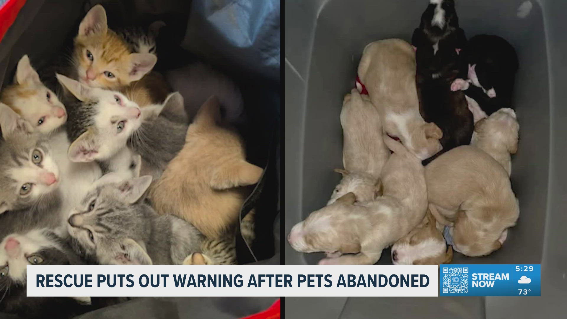 Local animal rescue issues warning following 2 recent cases ...