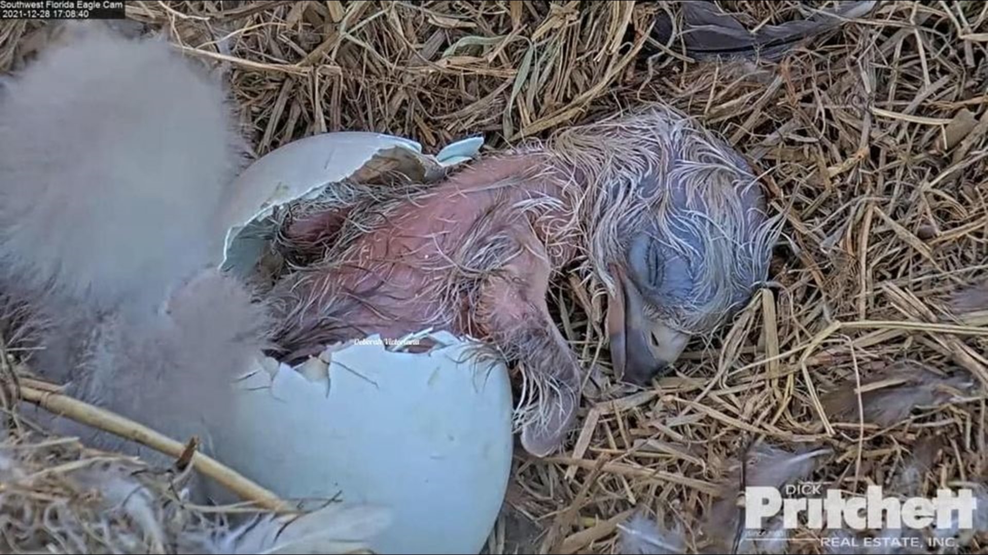 Watch live: Florida bald eagle egg about to hatch soon | wtsp.com