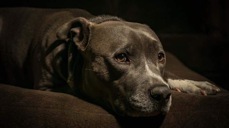 Study: Dogs may show signs of mourning when they lose a canine companion