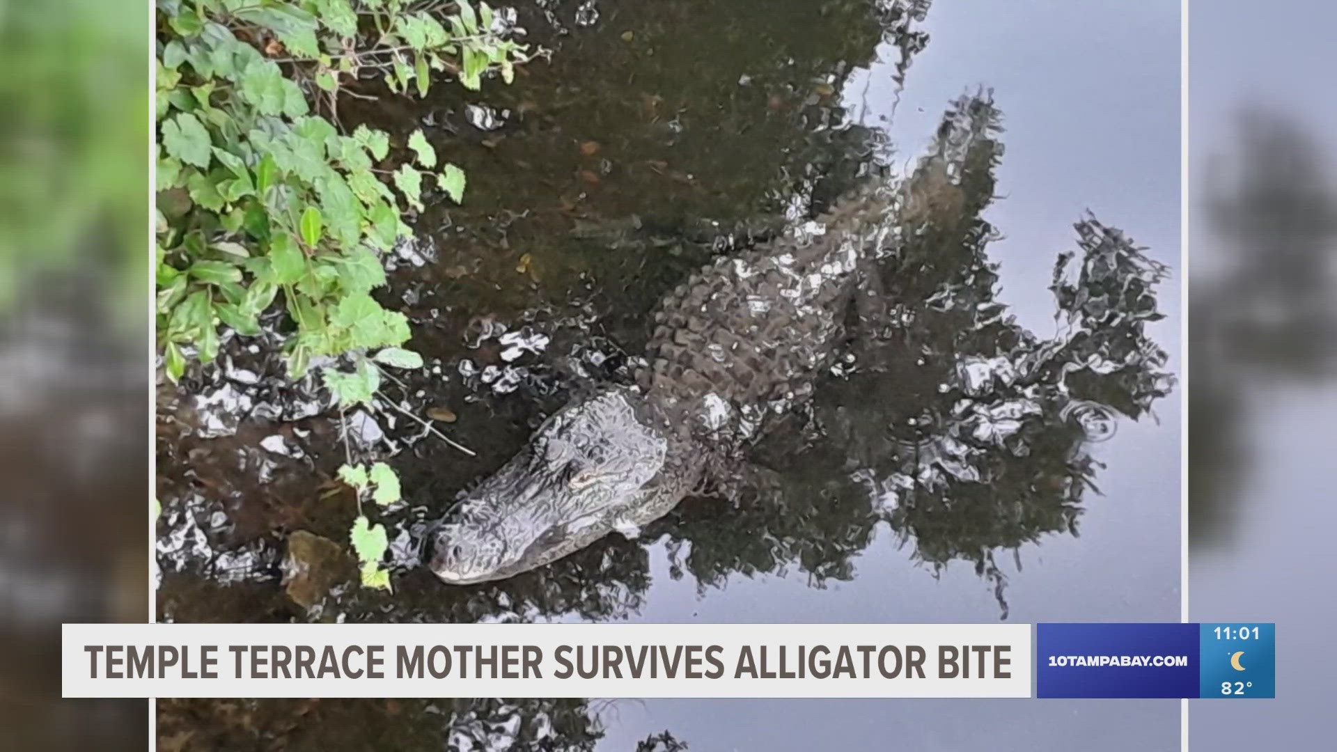 It happened on the Fourth of July in the Hillsborough River. FWC stated the alligator has since been trapped.