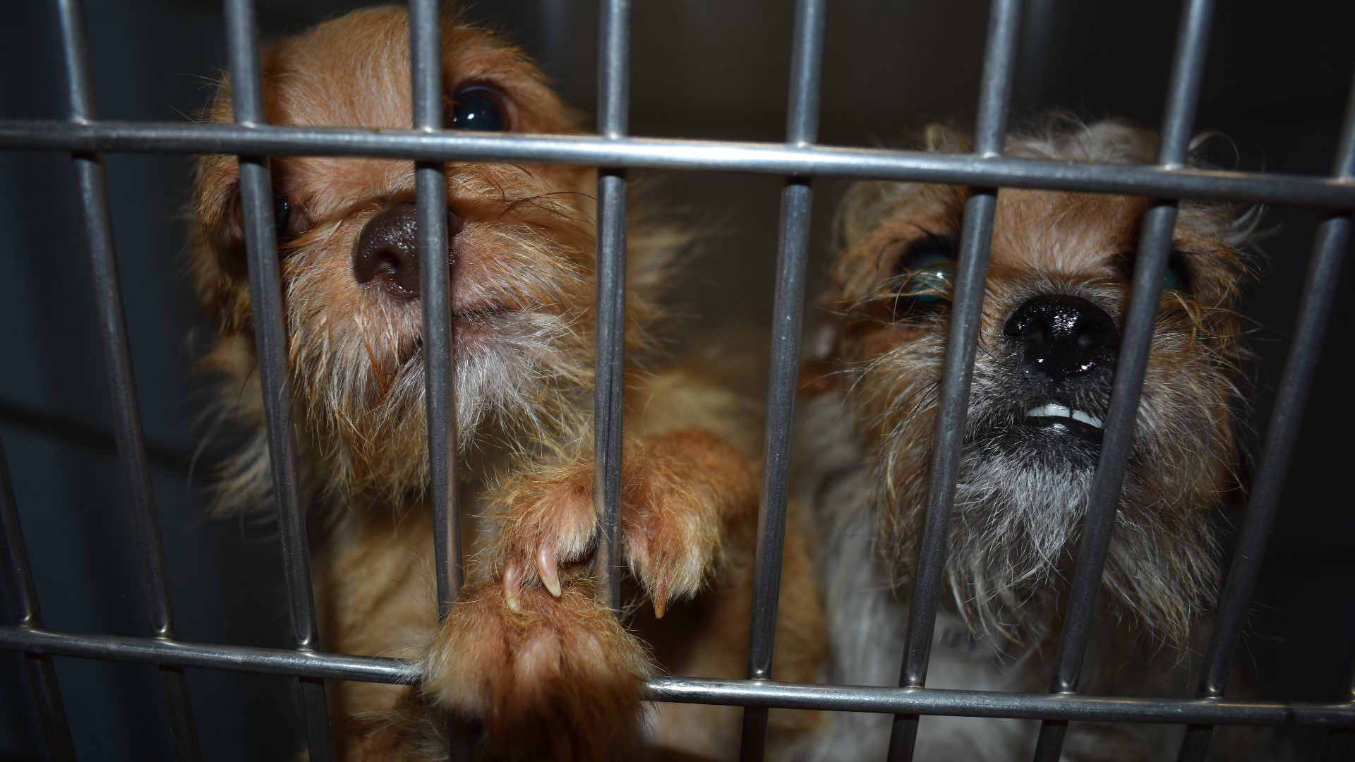 Humane Society of Tampa Bay rescues 16 dogs from Alabama hoarding ...