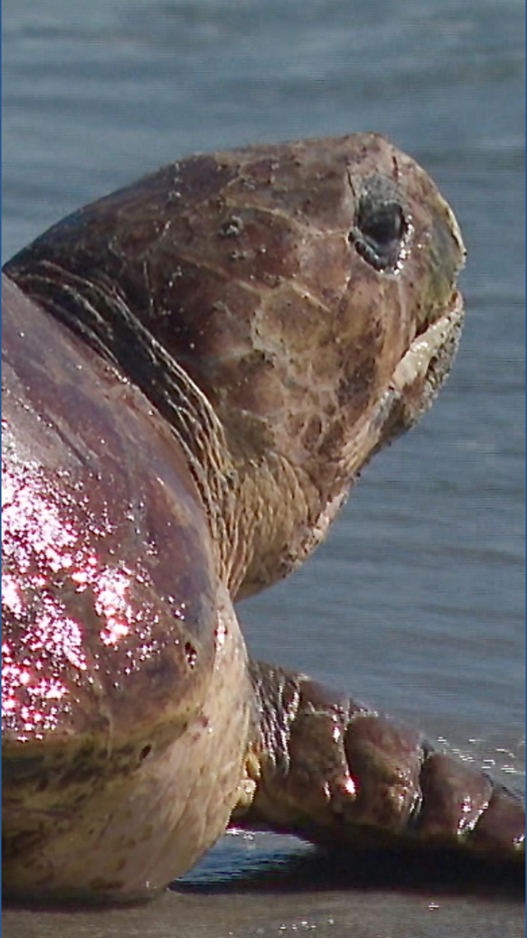 Sea turtle released back into ocean after rehabilitating in South ...