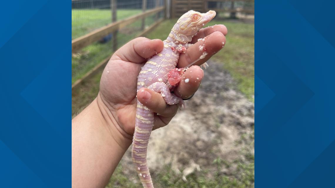フロリダの公園に新しい赤ちゃんワニが出現