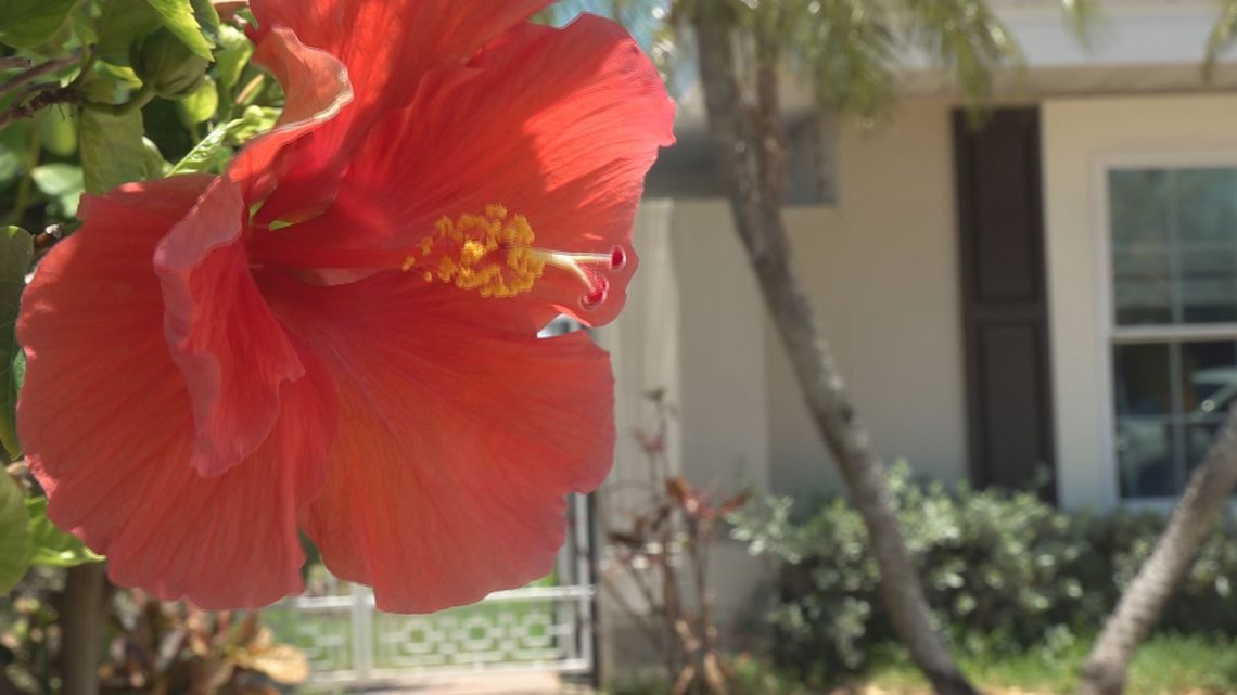 Belleair Beach homeowners affected by change in lookback period - Vimarsana News