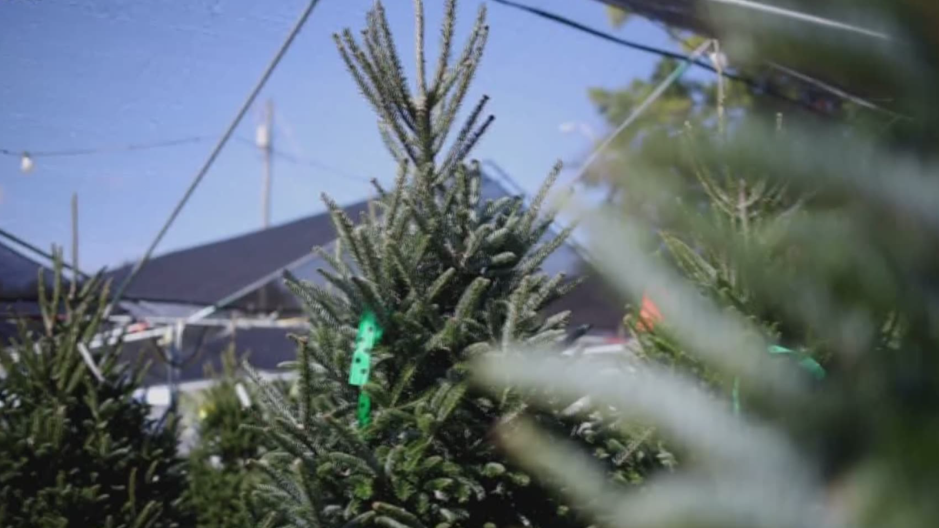 There are plenty of Christmas trees to go around, but fewer trees being grown and harvested means higher prices.