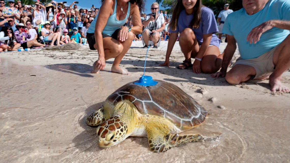 Rehabilitated sea turtle released in Florida Keys - Vimarsana News