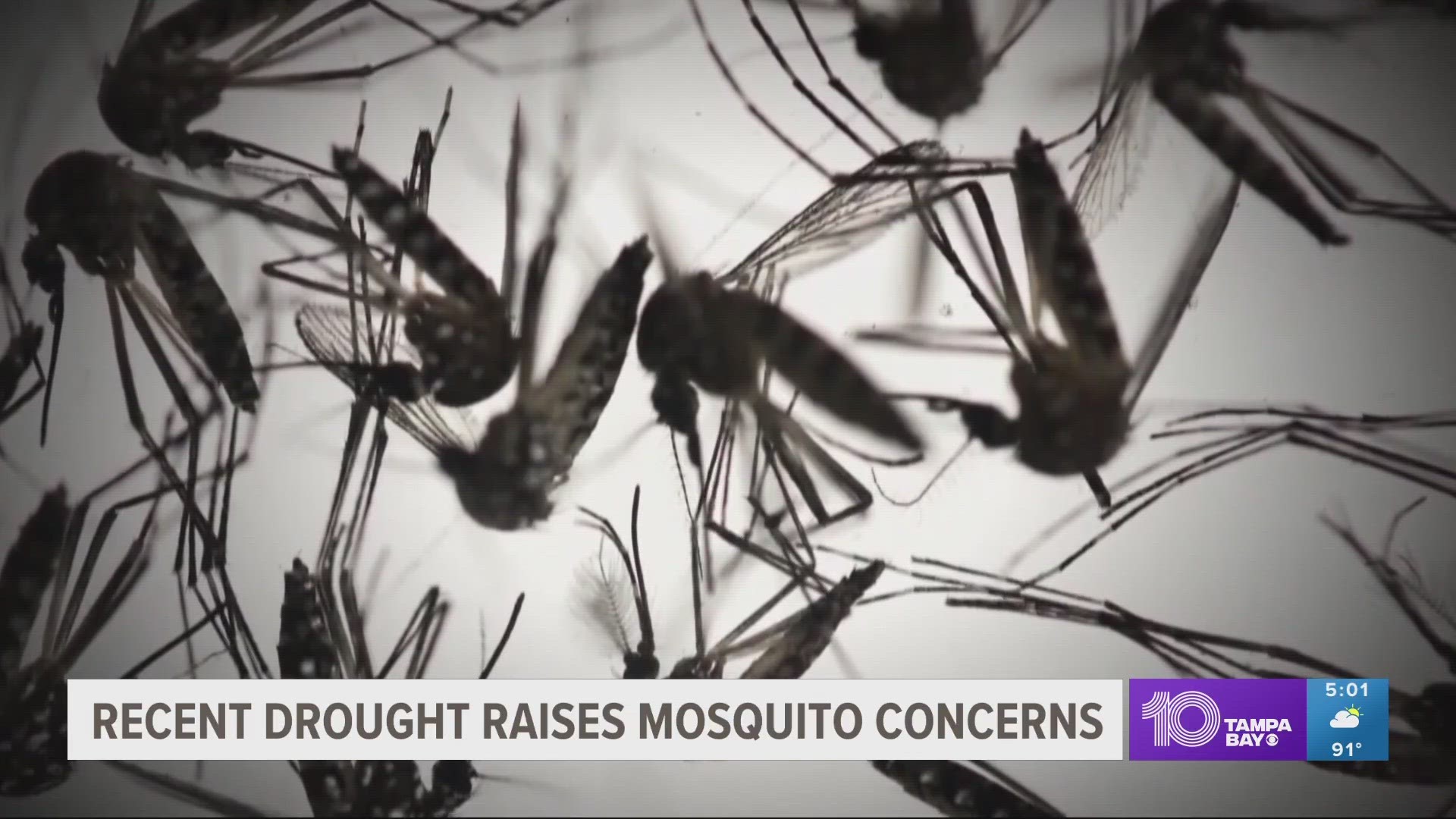 Although it’s been dry recently, the Bay area has entered Its rainy season, and that means there’s a chance you’ll start seeing a lot more mosquitoes out there soon.