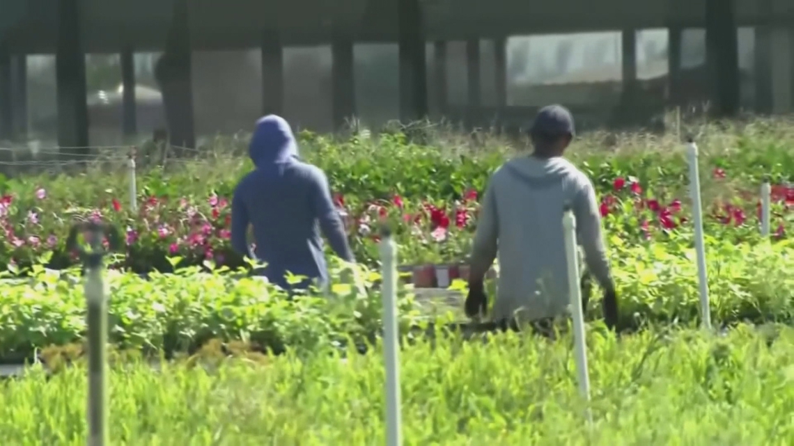 Tampa leaders want work permits for undocumented immigrants - Vimarsana News