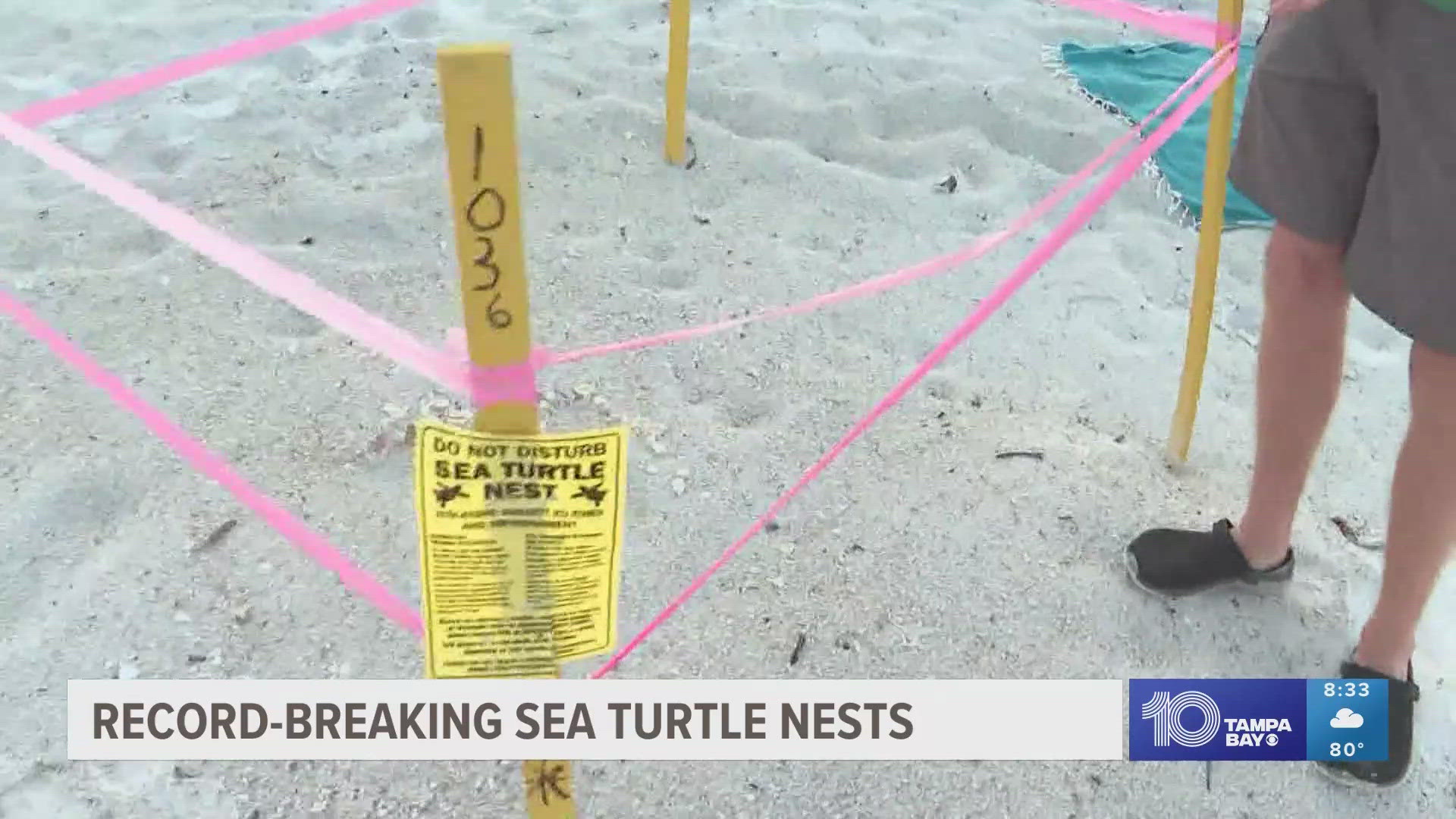 Sea turtles are making a remarkable recovery this year in Manatee County as Anna Maria Island has seen a record-breaking number of turtle nests.