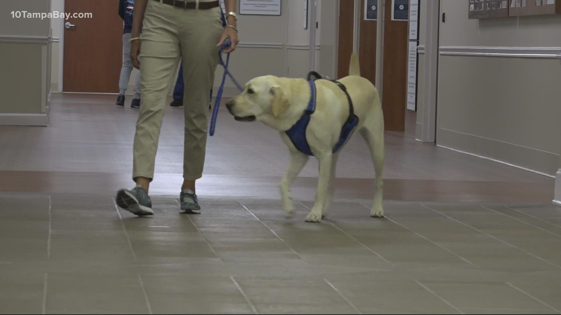 Sophie was bred at Palmetto’s Southeastern Guide Dogs to become a service dog but a medical condition has changed her course.