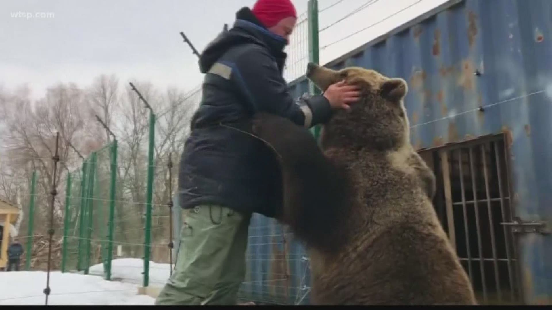 A young brown bear orphaned by his mother has become a pet project for a group of Russian pilots.