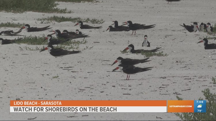 Fireworks can disturb nesting birds on Tampa Bay area beaches