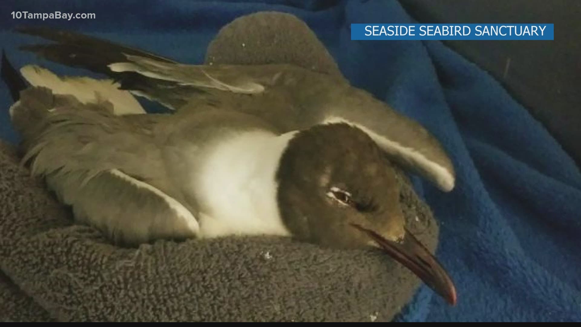 The seabird sanctuary says birds affected by red tide can suffer from loss of motor functions and ability to fly.
