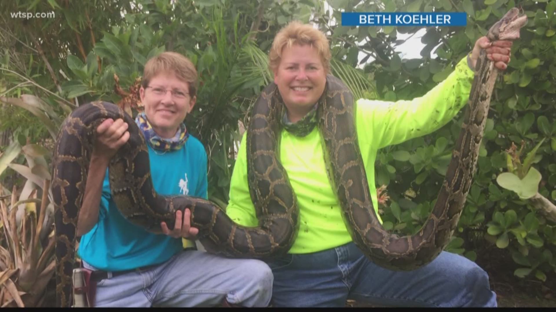 Peggy Van Gorder and Beth Koehler have lost count of how many snakes they've caught, but they'll never forget the one they caught long before the sun came up Tuesday morning.

The 9-foot, 10-inch female snake was the 500th python caught as part of the Python Action Team. It weighed about 20 pounds.