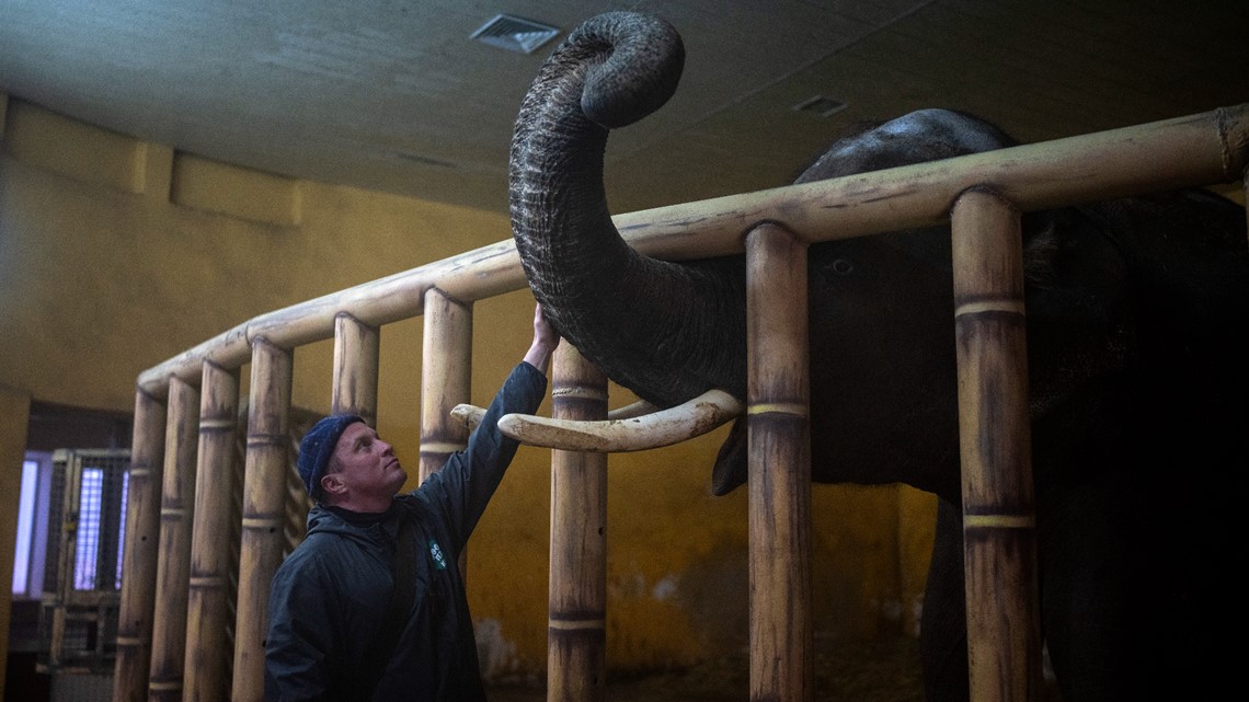 Animals, pets rescued from Ukraine by advocacy groups - Vimarsana News