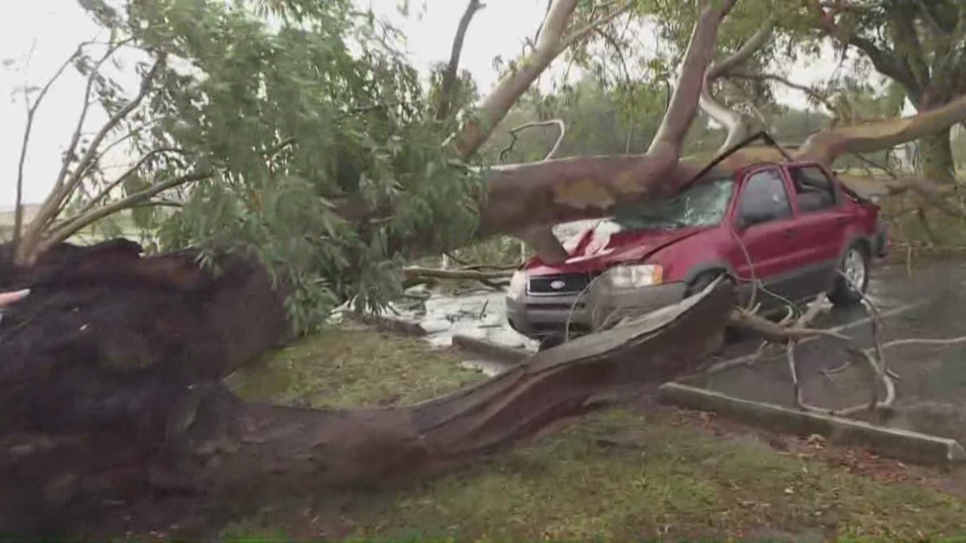 There have been reports of damage across Tampa Bay as severe weather rolls through. A tree fell on a Ford Escape at the Rogers Park Golf Course in Tampa. No one was injured.