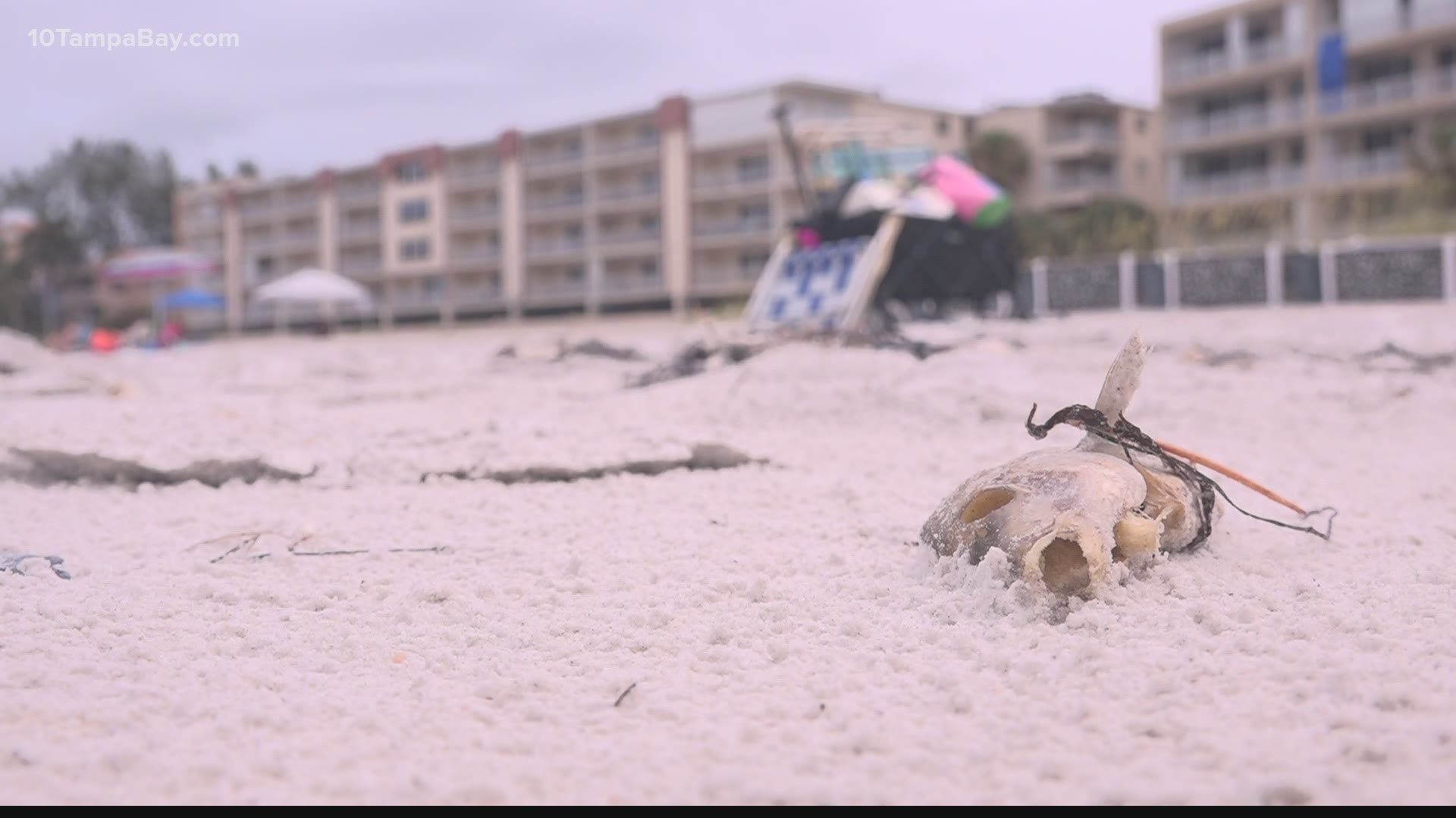 A high concentration of the harmful bloom was reported near Redington Beach, with a medium concentration near Clearwater Beach.