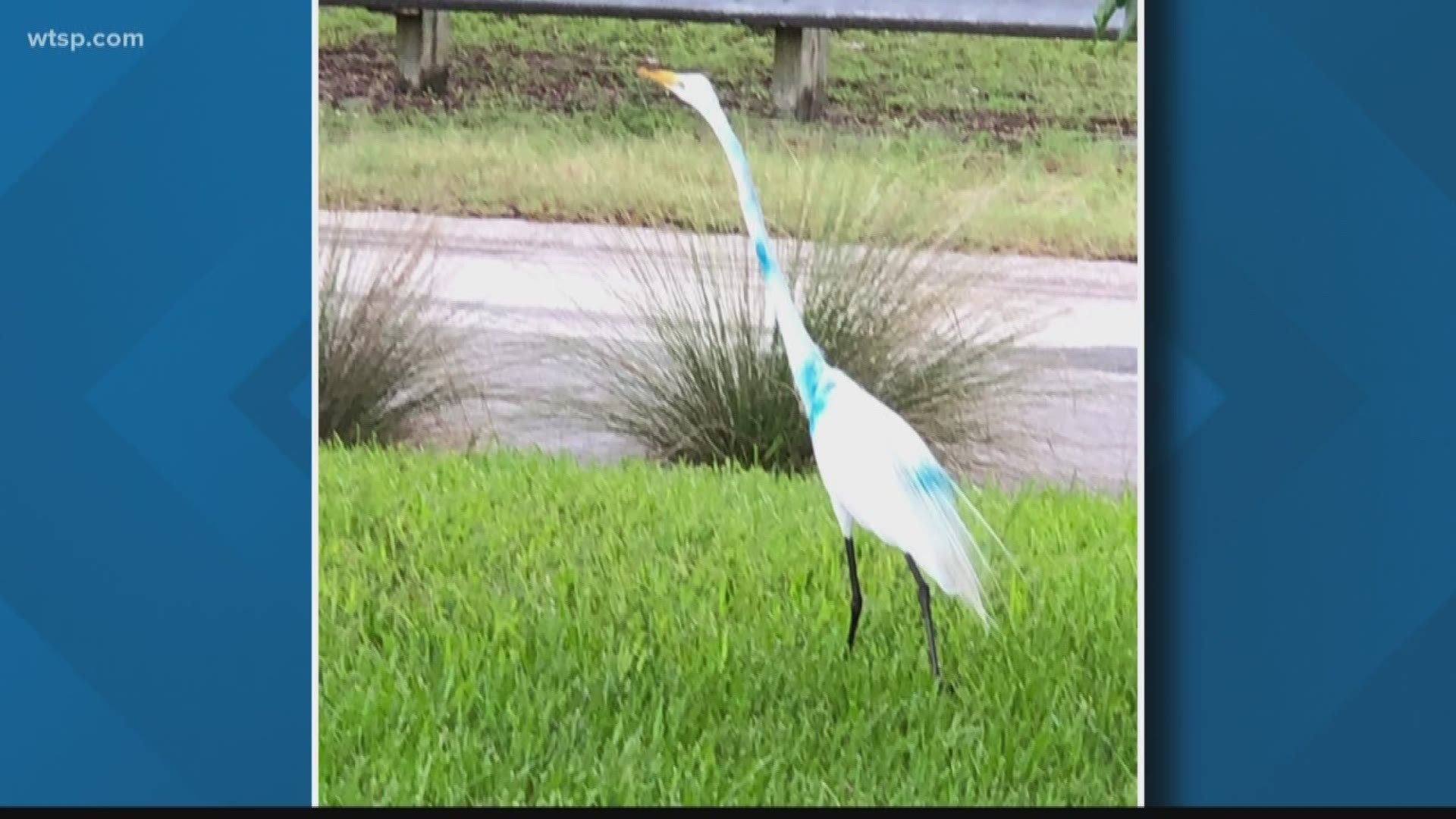 Robin Perlman says people immediately took notice when the usually all-white protected egrets started showing up in their neighborhood spotted with paint.

“One bird had blue paint, another bird had red and yellow paint,” she said. “So there’s more than one.”