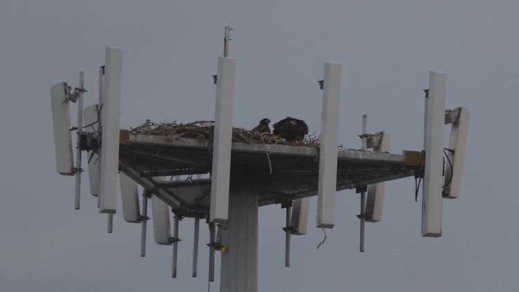 Birdwatchers raise concern over fireworks planned near eagle's nest