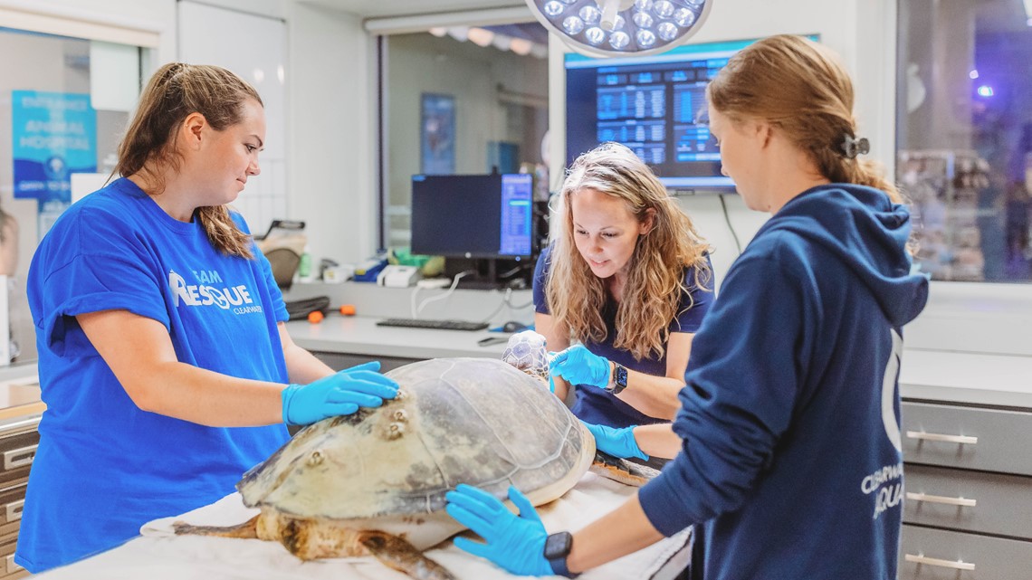 CMA receives $17K sea turtle rehabilitation grant - Vimarsana News