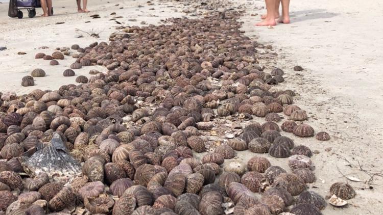 Massive amount of sea urchins wash up on Madeira Beach