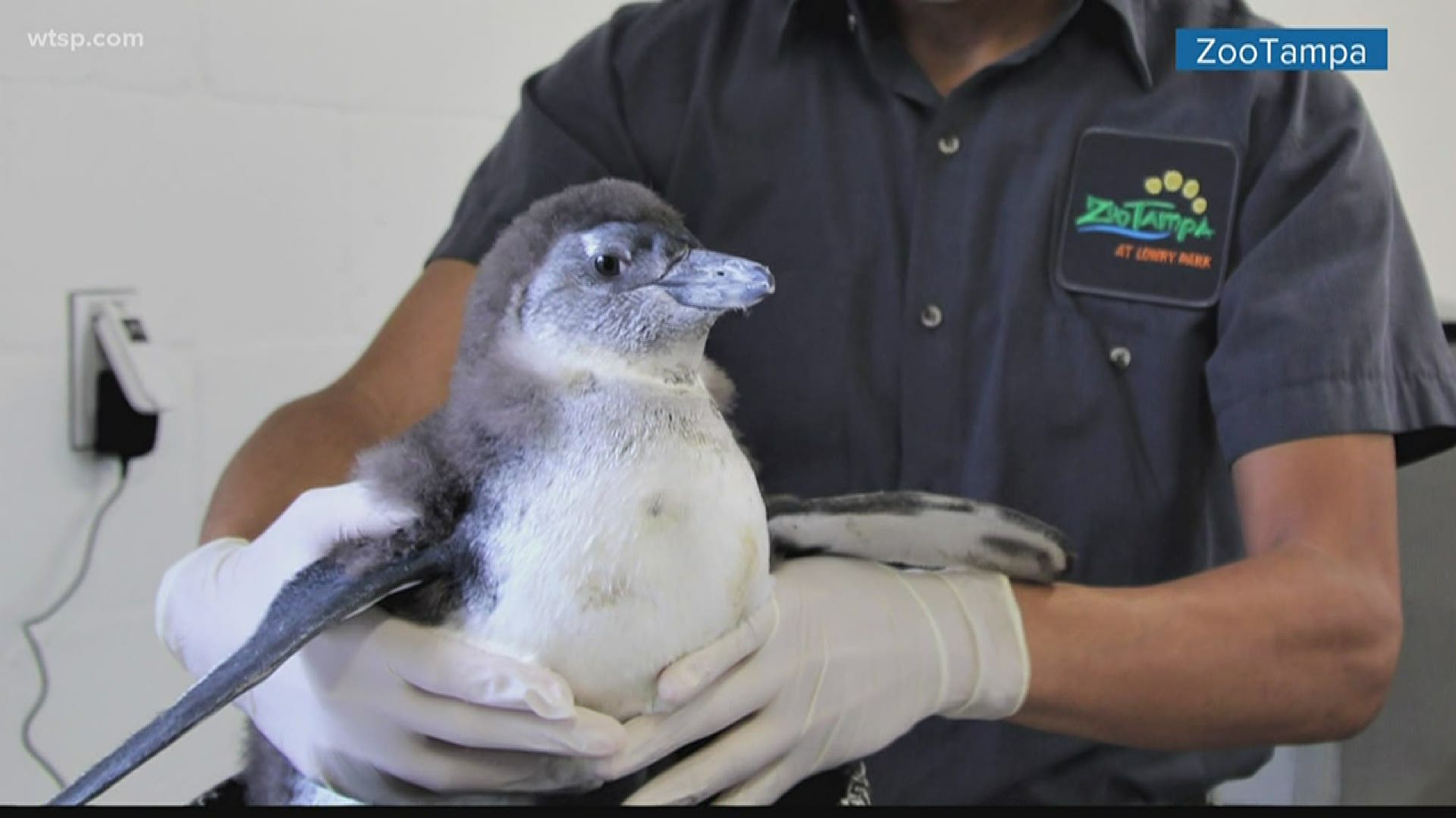 The zoo is making a long list of changes to keep people safe when they open at the beginning of June.