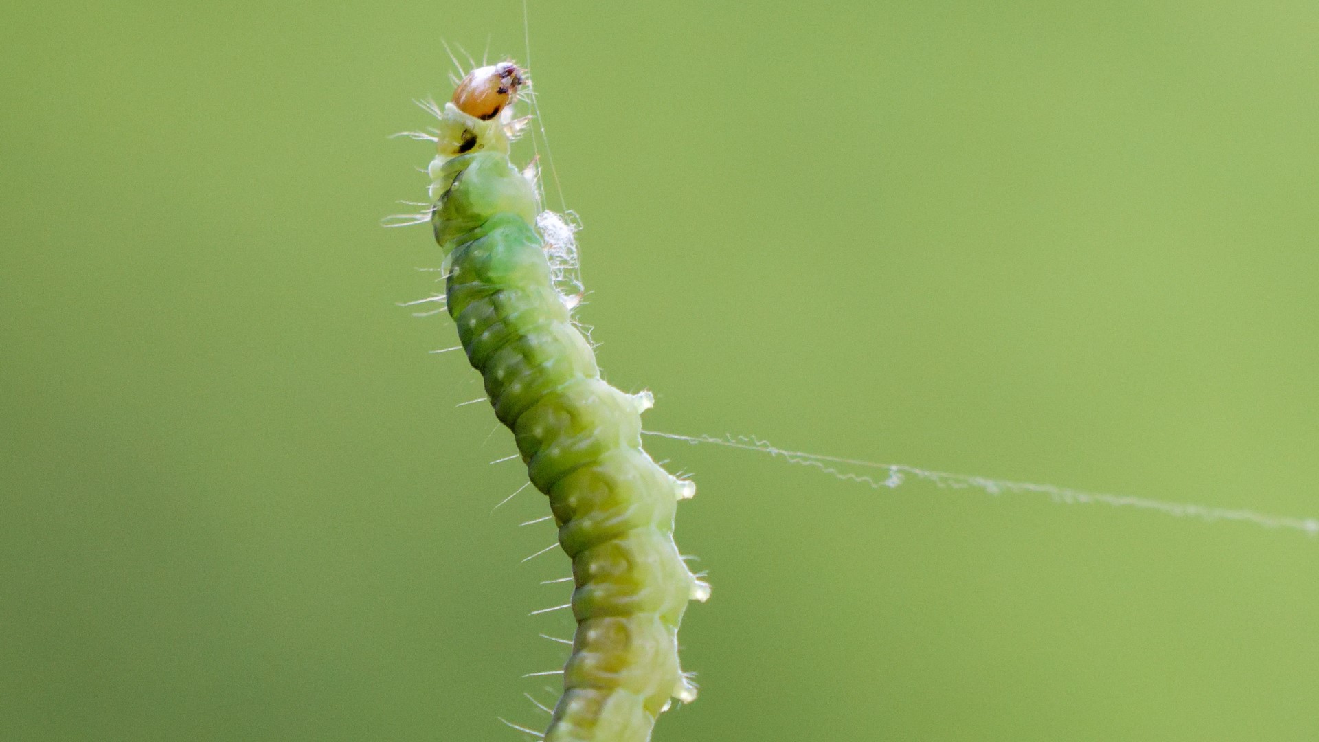 What are those little green worms hanging in the air?