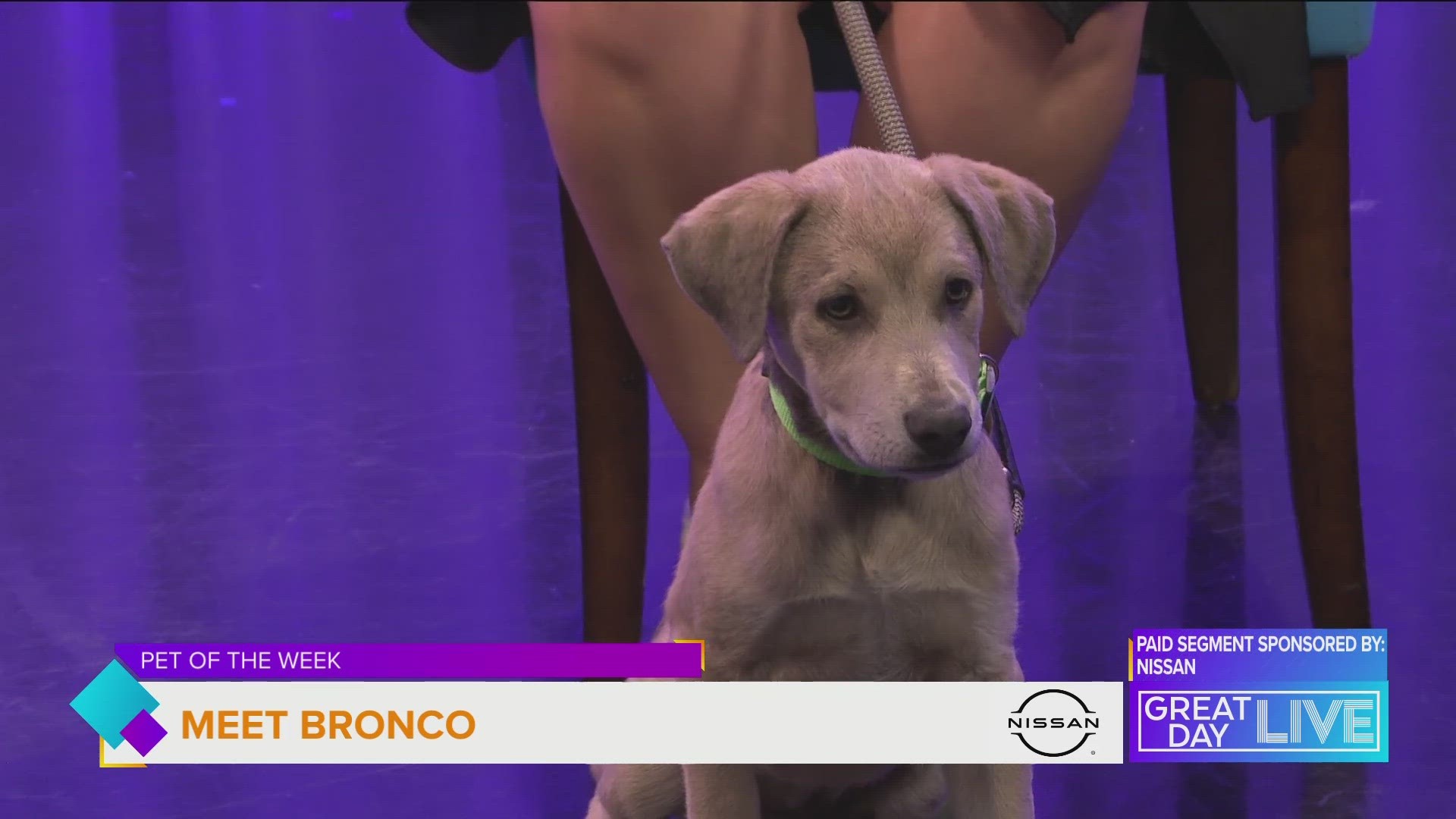 Pet of the week: Meet Bronco