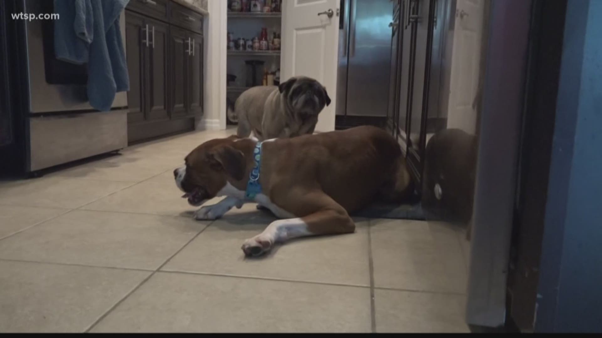 Tampa Veterinarian Helps Calm Concerns About Fda Dog Food Warning