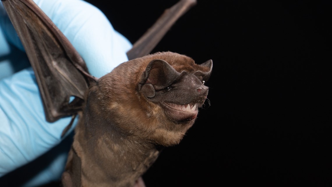 Polk County rabies case: Bat tests positive - Vimarsana News
