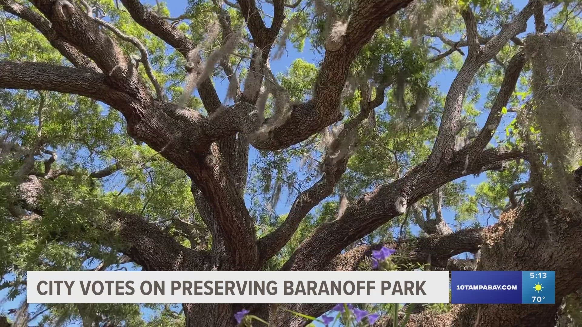 The Baranoff oak tree has been standing for more than 300 years.
