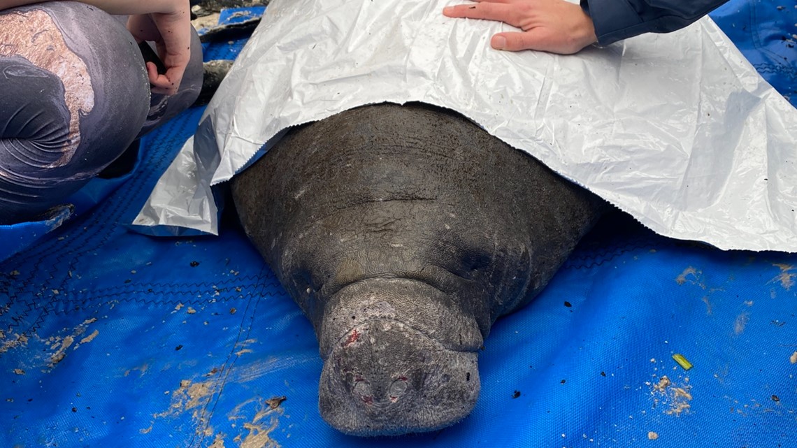 Small manatee found in cold waters of Bayboro Harbor rescued by wildlife officials