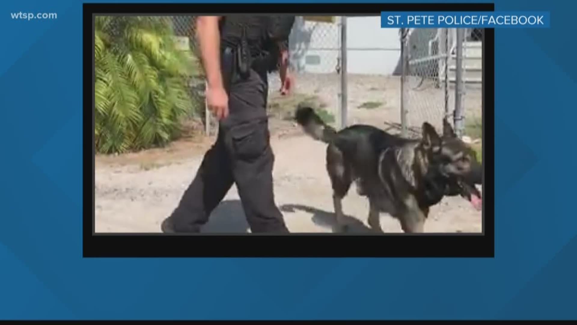 The St. Petersburg PD K-9 was shot earlier this year but is now back to work.