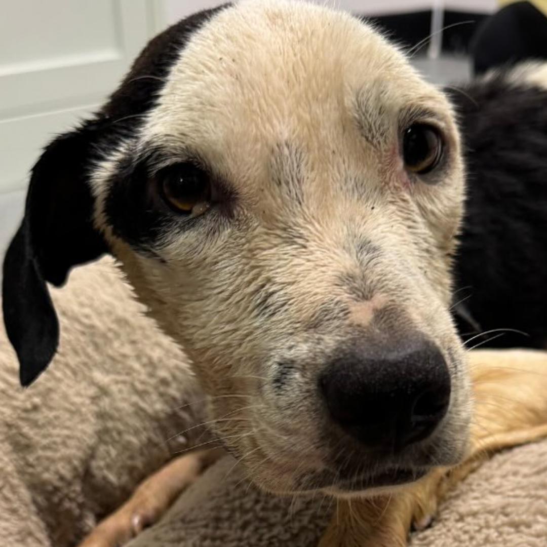Dog dies after being found abandoned in Lutz, Florida | wtsp.com