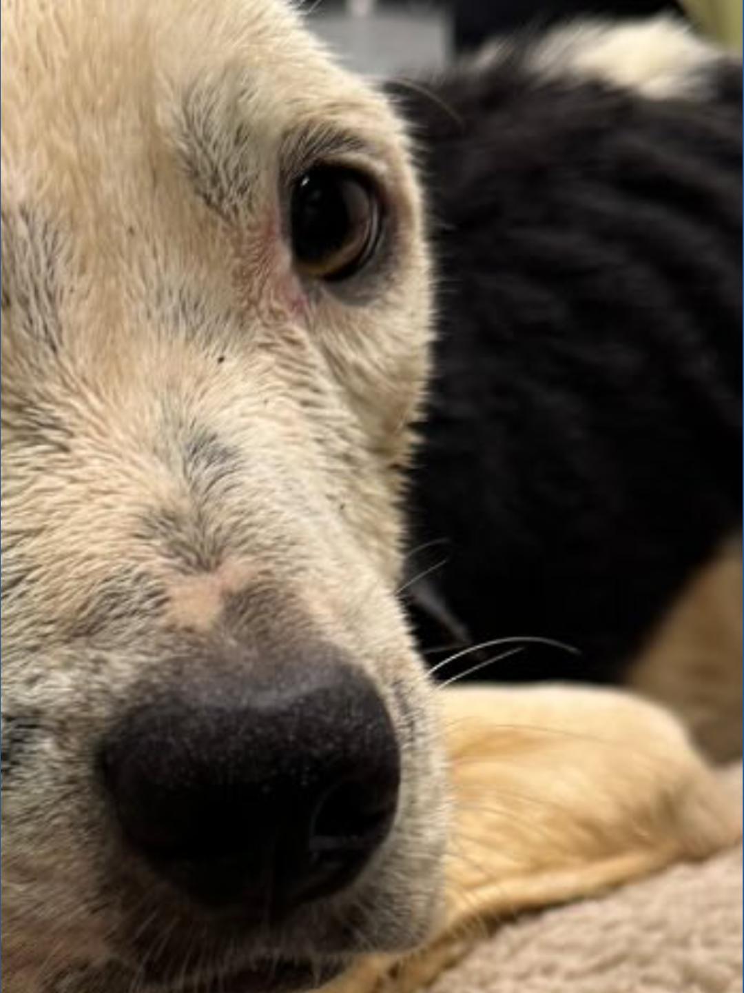 Dog dies after being found abandoned in Lutz, Florida | wtsp.com