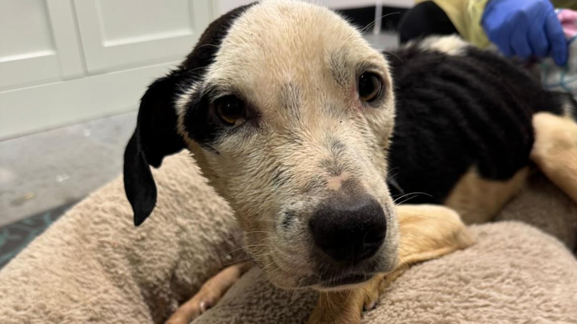 Dog dies after being found abandoned in Lutz, Florida | wtsp.com