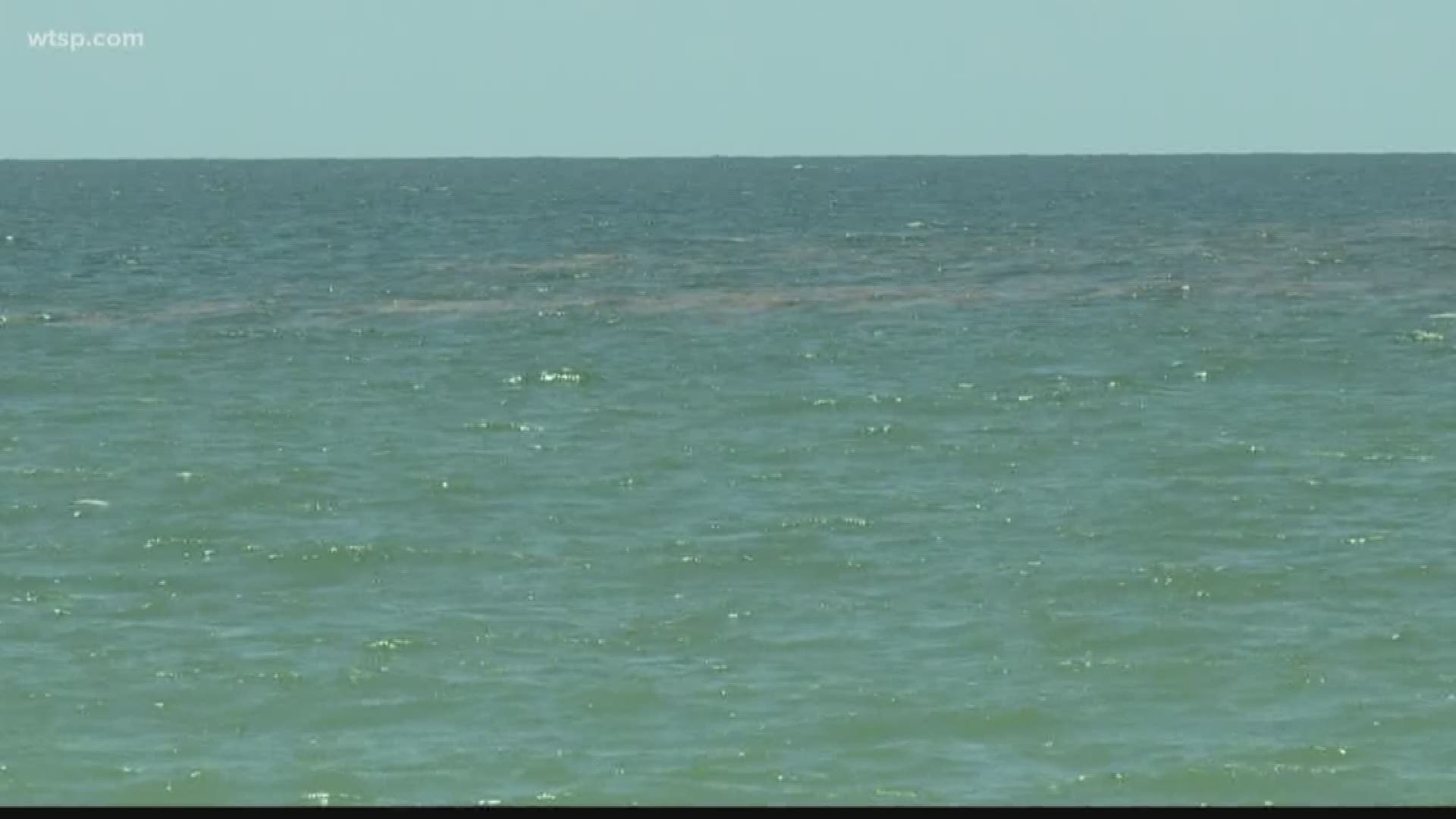 Don’t worry, the brown algae reported in Casey Key in Sarasota is not toxic like the red tide bloom that devastated Florida’s Gulf Coast last summer.

University of Florida Sarasota-Manatee professor Brett Blackburn says while it looks bad and even smells bad, it’s not a health threat. https://on.wtsp.com/2OKoaBb