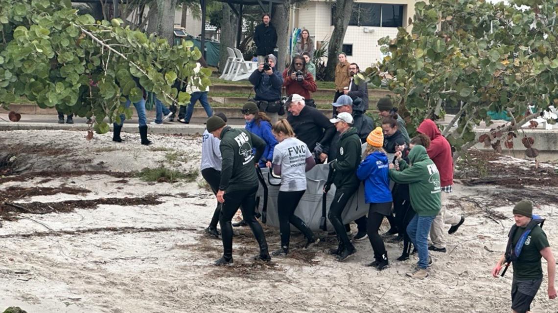 Manatee affected by chilly stress rescued in St. Pete